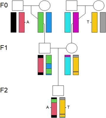 Classification of breed combinations for slaughter pigs based on genotypes—modeling DNA samples of crossbreeds as fuzzy sets from purebred founders